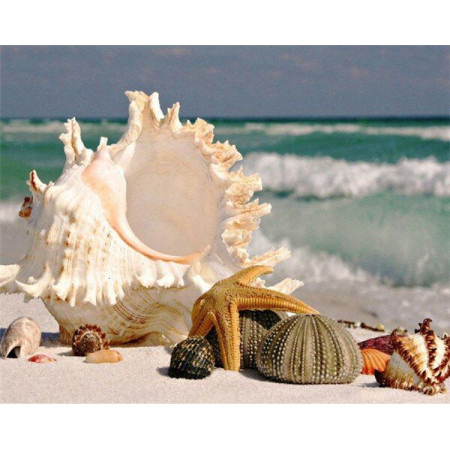  – Strandmuschel Serie F Diamond Painting Meer & Muscheln