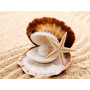  – Strandmuschel Serie L Diamond Painting Meer & Muscheln