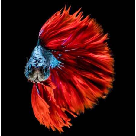  Roter und blauer Kampffisch Diamond Painting Fische