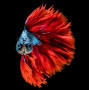  Roter und blauer Kampffisch Diamond Painting Fische