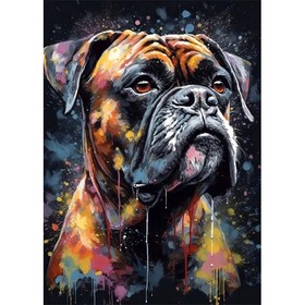 Boxer, Regard Intense