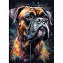 Boxer, Regard Intense