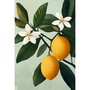Branche de citronnier aux fruits jaunes