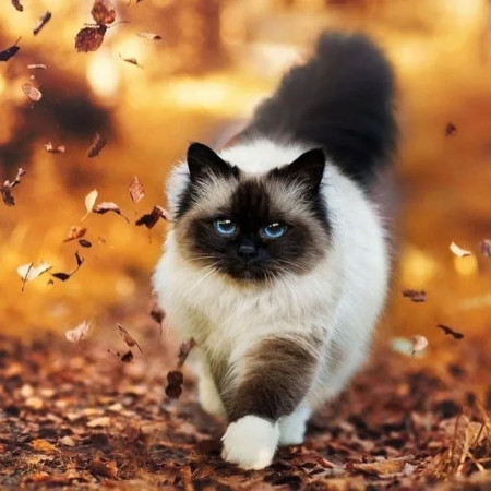 Chat Seal Point aux Feuilles d'Automne Diamond Painting