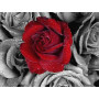 Rose Rouge aux Gouttes de Rosée Diamond Painting