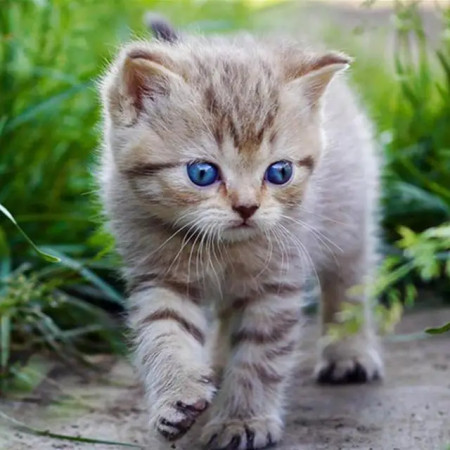 Chaton Tigré aux Yeux Bleus Diamond Painting