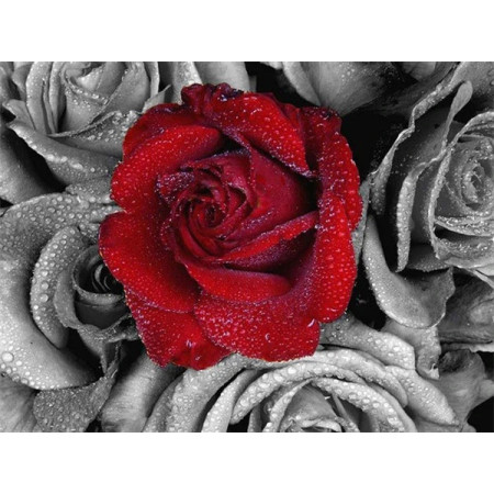 Rose Écarlate sous la Pluie Monochrome Diamond Painting