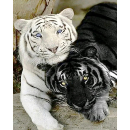 Tigres Amoureux : Blanc aux Yeux Bleus et Noir aux Yeux Jaunes Diamond Painting