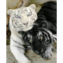 Tigres Amoureux : Blanc aux Yeux Bleus et Noir aux Yeux Jaunes Diamond Painting
