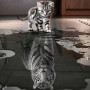 Chaton Tigré et Reflet de Tigre Blanc Diamond Painting