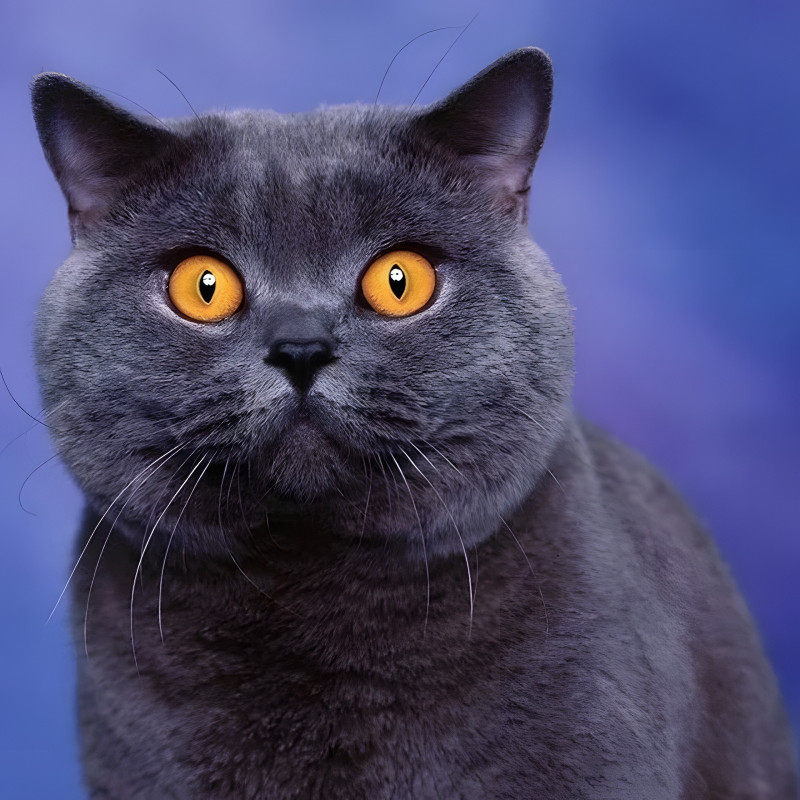 British Shorthair gris aux yeux ambre diamond painting strass brillants