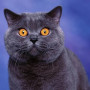 British Shorthair aux Yeux d'Ambre Diamond Painting