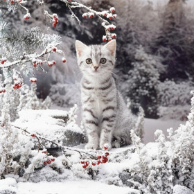 Chaton d'Hiver aux Baies Rouges Diamond Painting