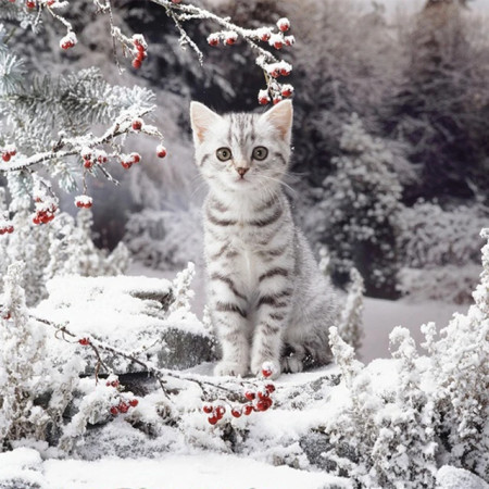 Chaton d'Hiver aux Baies Rouges Diamond Painting