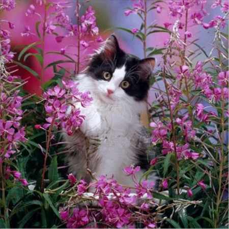 Chaton Fleuri aux Yeux d'Or Diamond Painting
