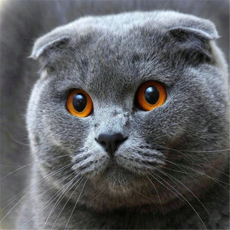 Regard Félin du Scottish Fold Diamond Painting