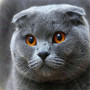 Regard Félin du Scottish Fold Diamond Painting