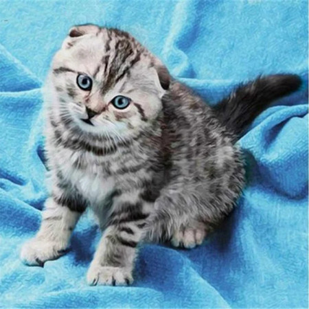 Chaton Scottish Fold aux Yeux Bleus Diamond Painting