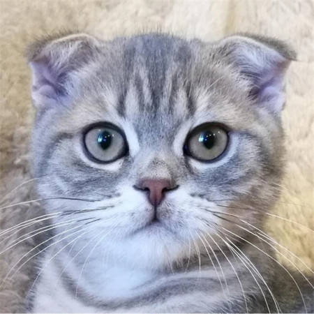 Regard de Velours : Chaton Scottish Fold Gris Diamond Painting