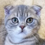 Regard de Velours : Chaton Scottish Fold Gris Diamond Painting