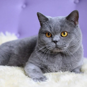 British Shorthair aux Yeux Ambre sur Fond Mauve Diamond Painting