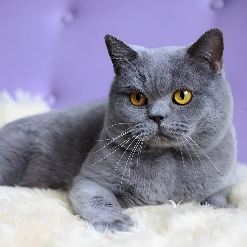 British Shorthair gris yeux ambre fond mauve diamond painting strass brillants