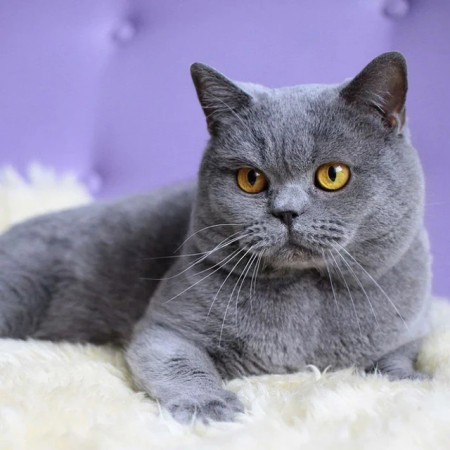 British Shorthair aux Yeux Ambre sur Fond Mauve Diamond Painting