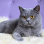 British Shorthair aux Yeux Ambre sur Fond Mauve Diamond Painting
