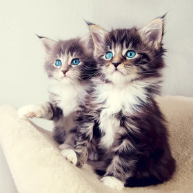 Duo de Chatons aux Yeux de Saphir Diamond Painting
