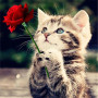 Chaton Tigré à la Rose Rouge Diamond Painting
