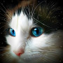 Chat blanc aux yeux bleus étoilés en diamond painting strass brillants