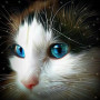 Félin aux Yeux d'Étoiles Diamond Painting
