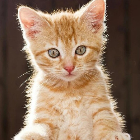 Chaton Roux aux Yeux d'Émeraude Diamond Painting