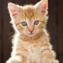 Chaton Roux aux Yeux d'Émeraude Diamond Painting