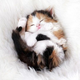 Chaton Tricolore Endormi sur Couverture Douce Diamond Painting