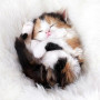 Chaton Tricolore Endormi sur Couverture Douce Diamond Painting