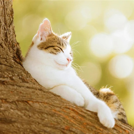 Chat Tigré au Soleil sur Branche Fleurie Diamond Painting