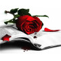 Rose Rouge sur Livre Ancien Diamond Painting