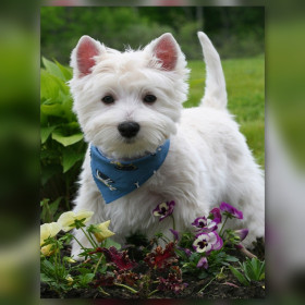 Chiot Westie blanc jardinier avec bandana bleu et fleurs