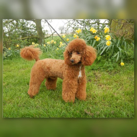 Toile de diamond painting Caniche Abricot au Printemps broderie diamant kit complet