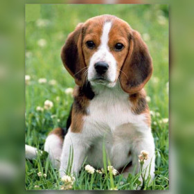 Toile de diamond painting Adorable Beagle dans les Trèfles broderie diamant kit complet