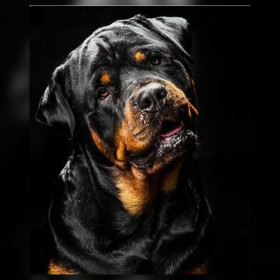 Toile de diamond painting Rottweiler Gardien Loyal broderie diamant kit complet
