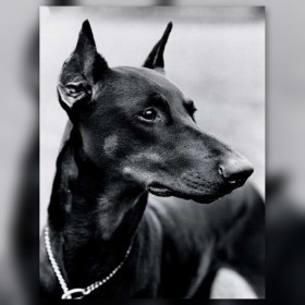 Doberman noir fier allure broderie diamant strass brillants toile