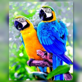 Blue and yellow macaw parrot couple diamond painting shiny rhinestones artwork