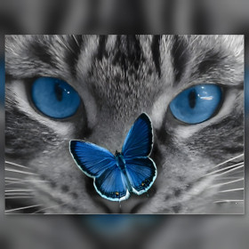 Chat gris aux yeux bleus avec papillon bleu en broderie diamant strass brillants