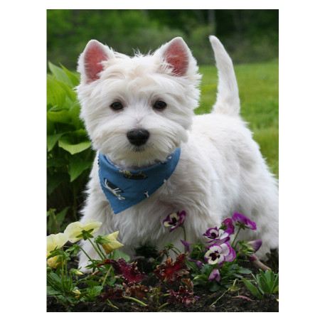  Westie Blume Diamond Painting Hunde