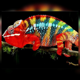 Caméléon multicolore brillant en diamond painting terminé sur branche