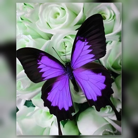 Farfalla viola e nera su rose bianche pittura a diamanti