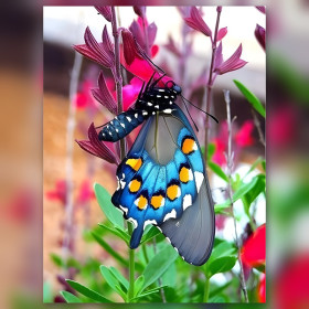 Blaue orange Schmetterling Diamond Painting Leinwand glänzende Strasssteine rosa Blumen