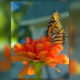 Solar monarch diamond painting shiny rhinestones orange flower